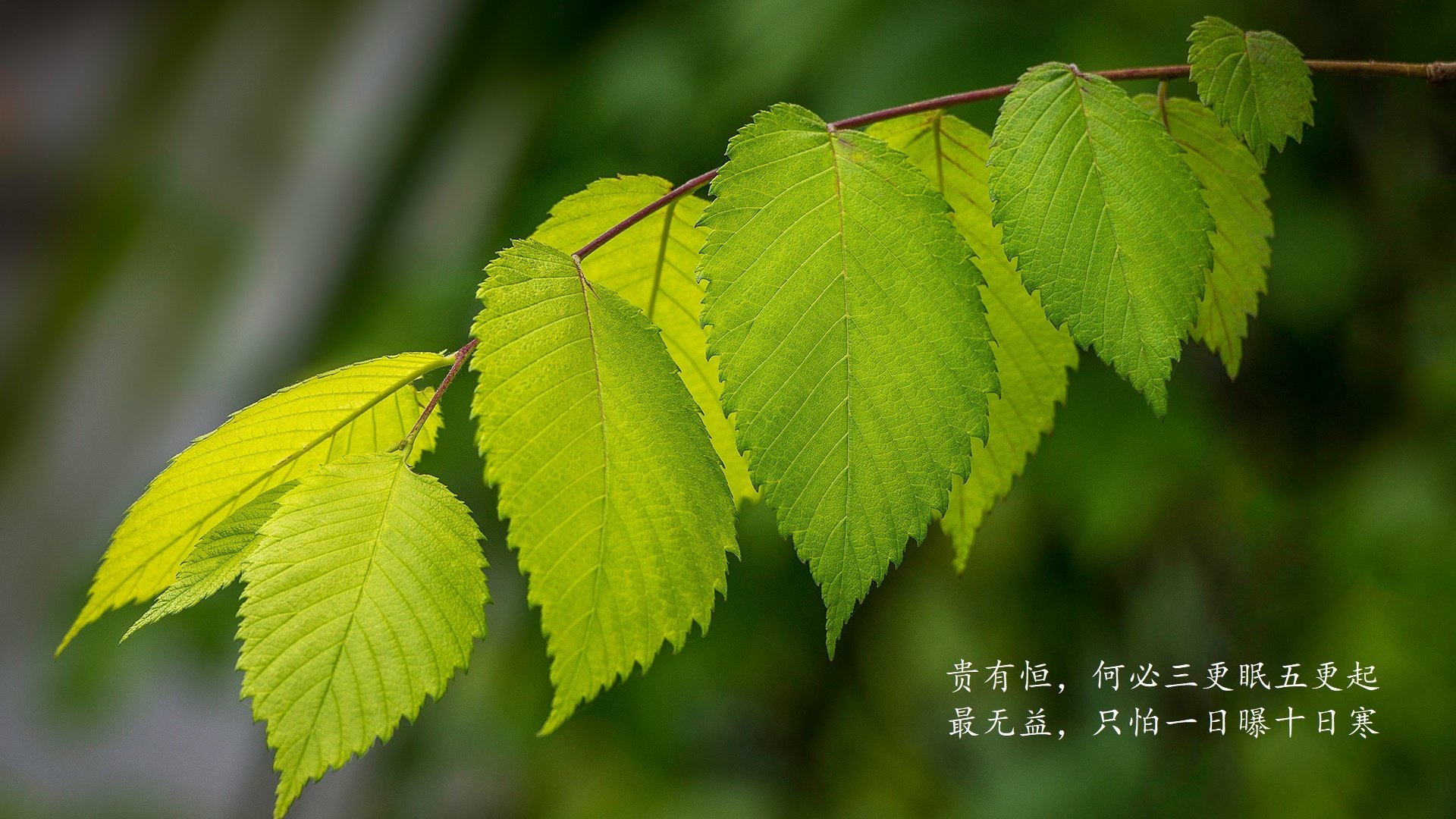 九游娱乐中心-_凯尔特人大爆发，延续连胜之势_，凯尔特人最新