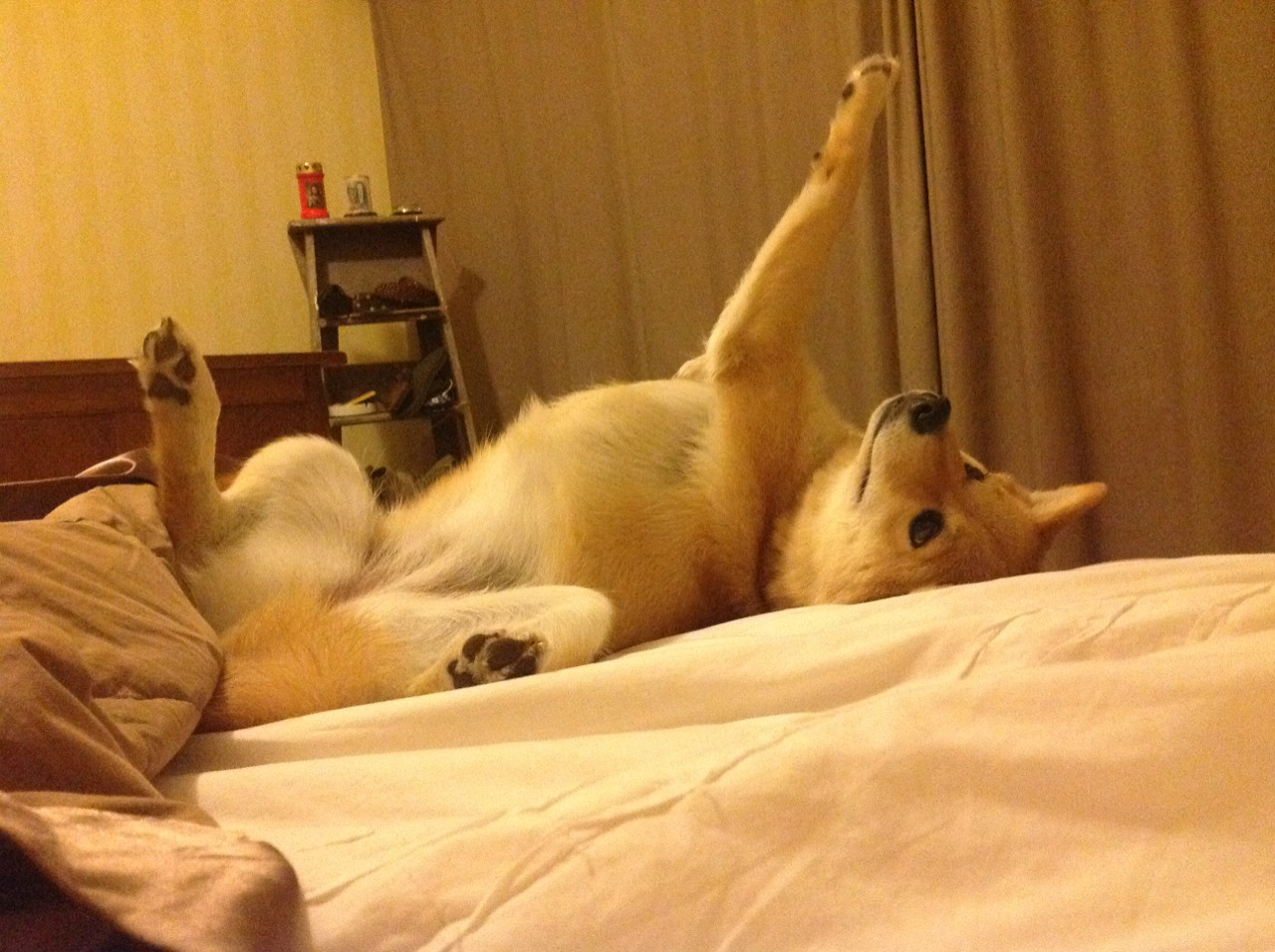 九游官网主页-体育志愿服务标准化手册正式发布，体育志愿者服务活动内容