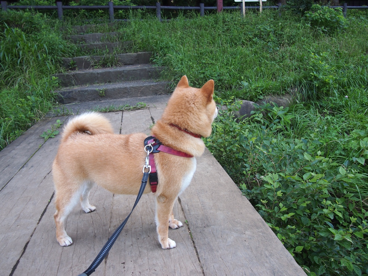 校园足球规则细化推动赛事公平竞争，校园足球比赛规则