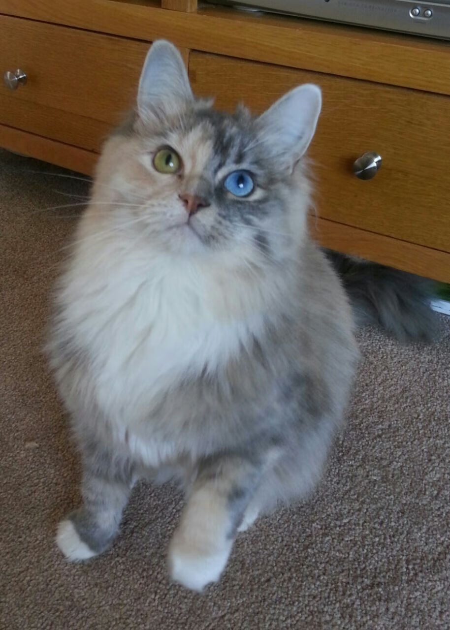 -“美洲狮队：阿根廷橄榄球的崭新篇章”