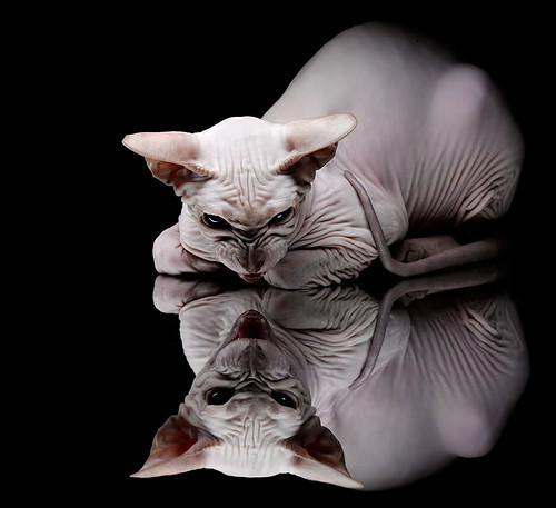 丁俊晖收获全场最高分斯诺克世锦赛，丁俊晖 斯诺克世锦赛