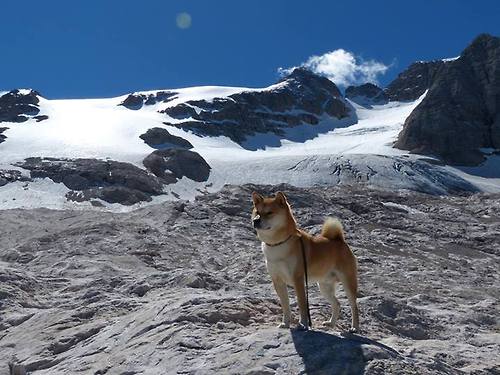 利物浦欧冠逐步推进，冲击最终冠军