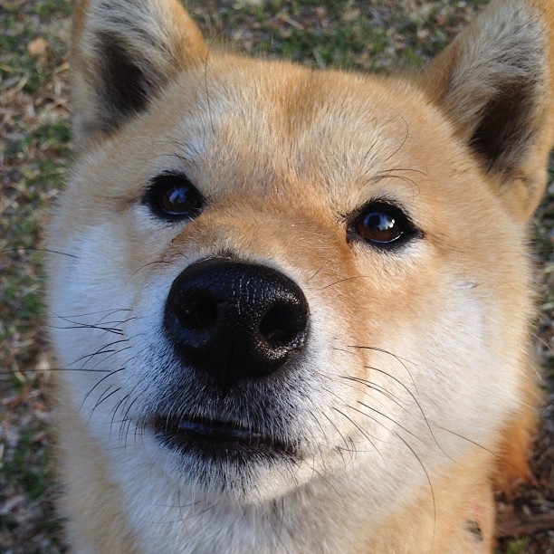 九游娱乐-奇库诺娃决赛表现打破外界质疑，奇库比是什么意思