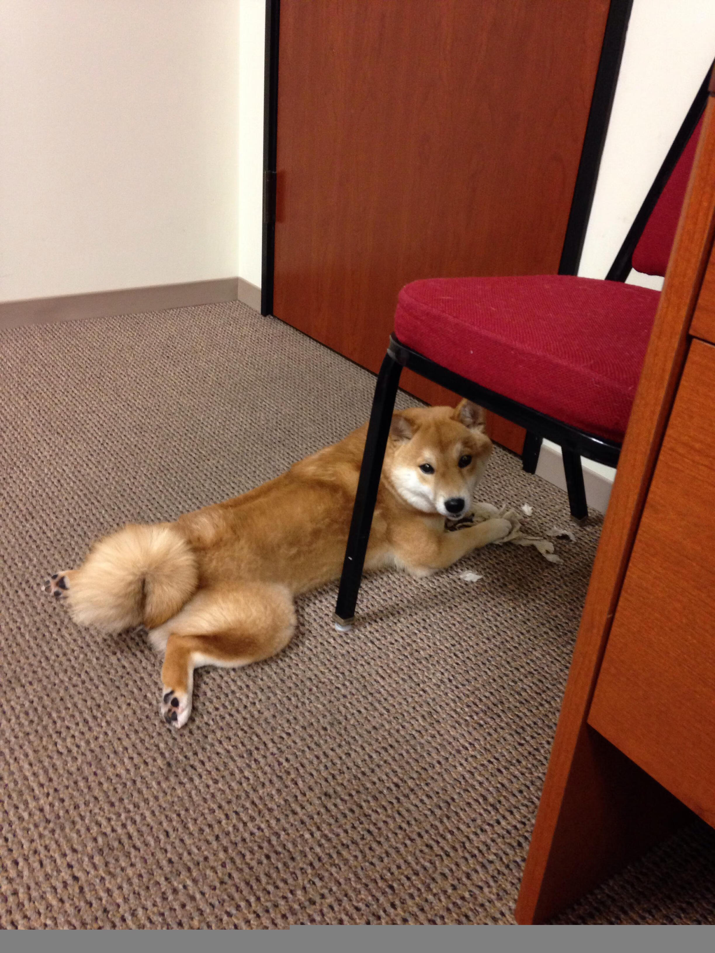 九游下载中心-尤文图斯引援补强，中场实力大幅提升，争夺意甲桂冠