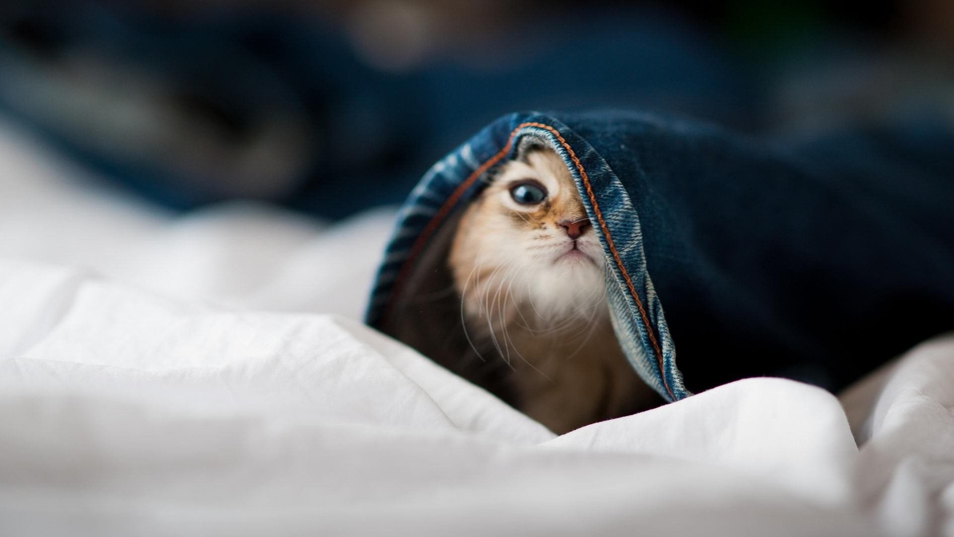 -意甲快速反击：一瞬突破，得分辉煌！，意甲最快速度