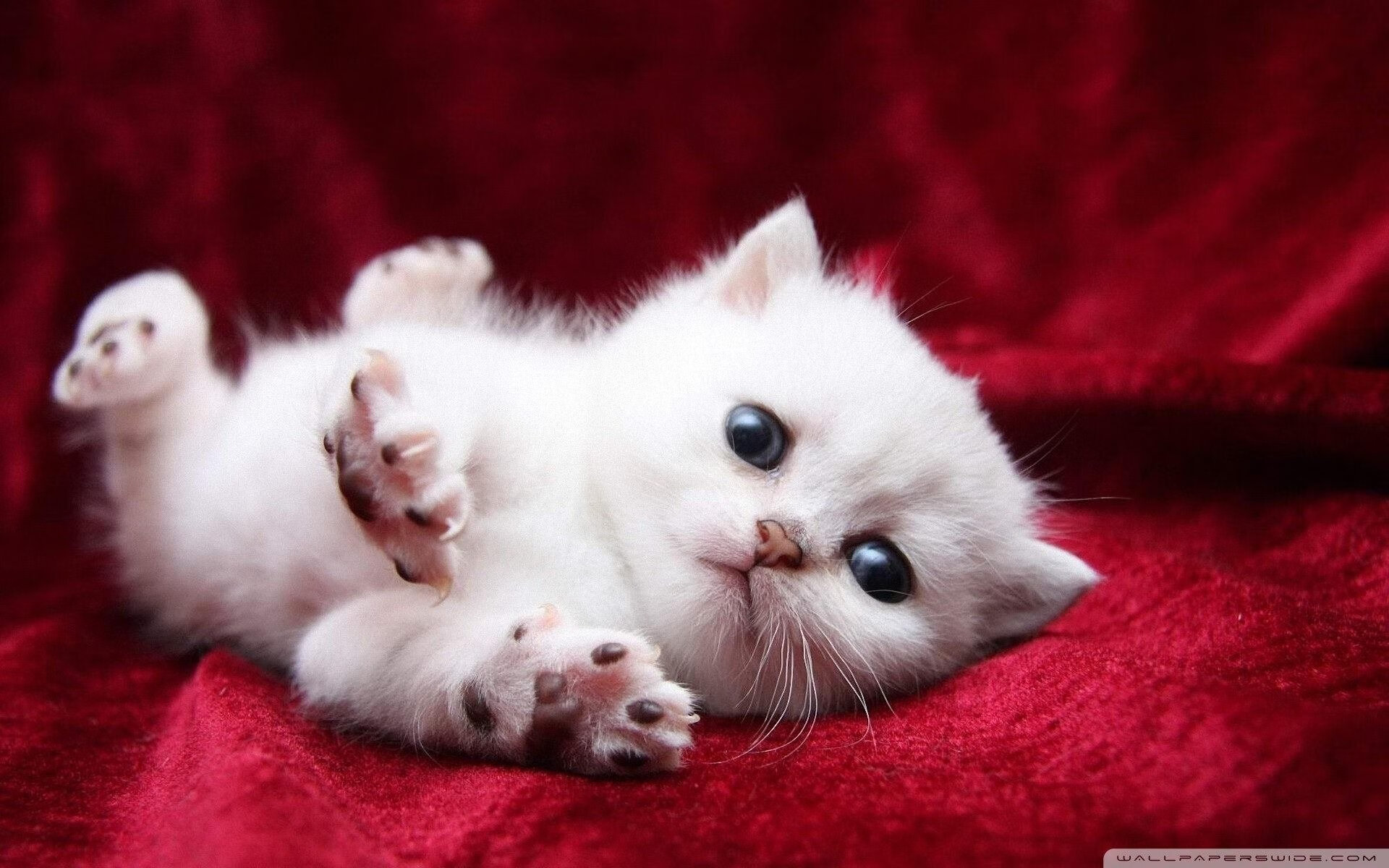 九游网页版官网-法国新星崭露头角，未来潜力巨大