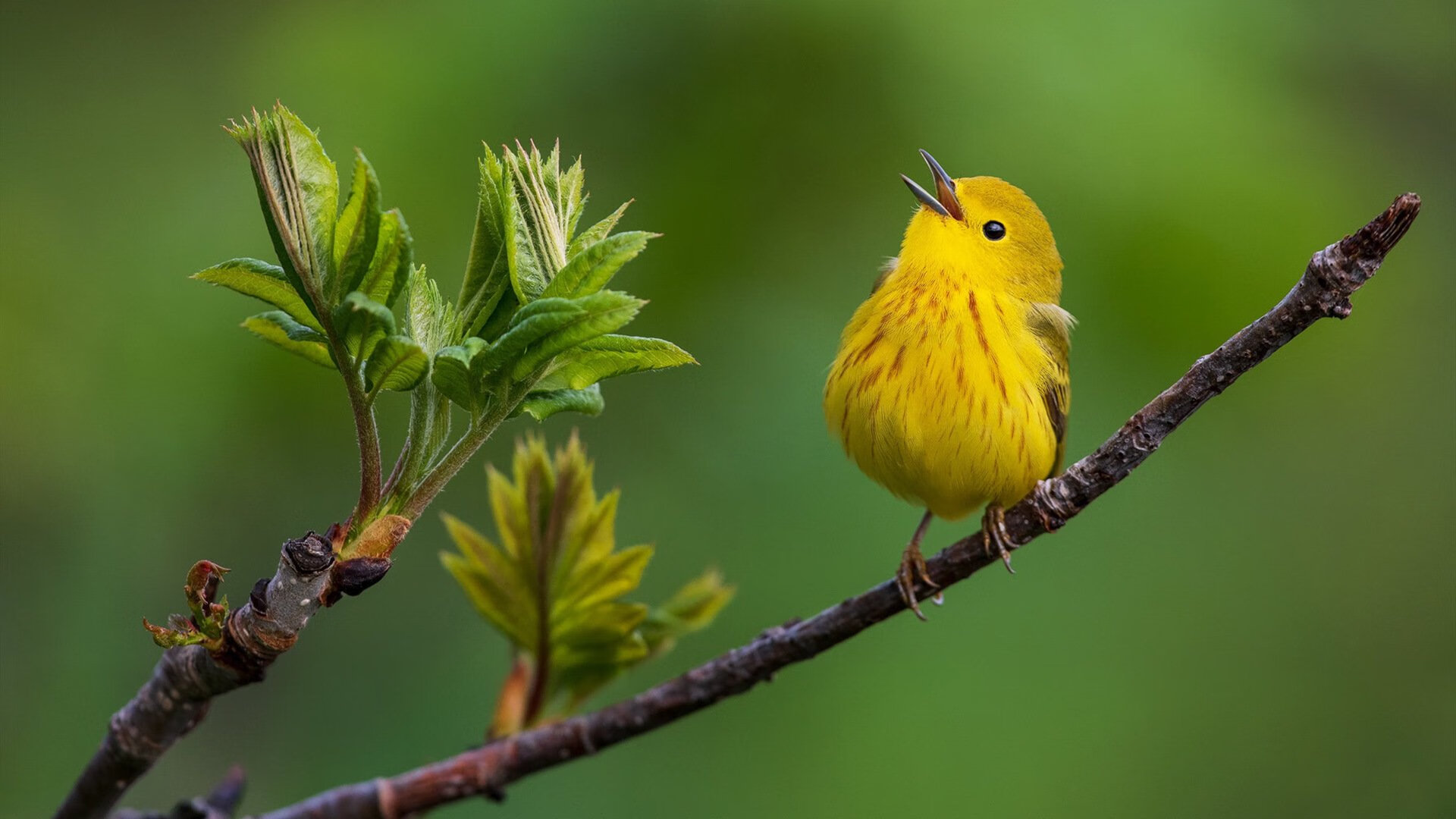 科特迪瓦男篮在非洲锦标赛中扬眉吐气，体育实力持续增强，非洲国家科特迪瓦