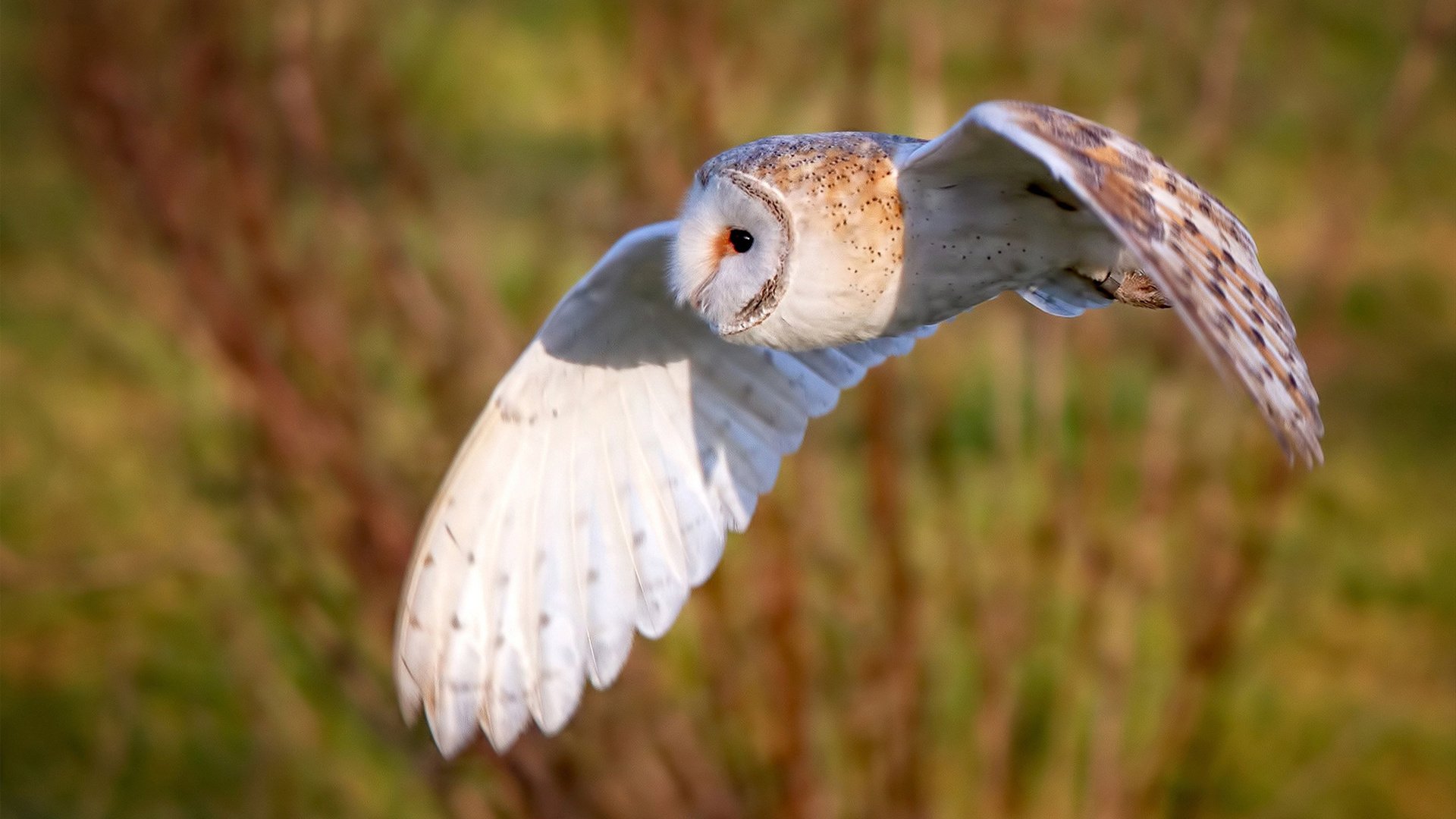 九游登录中心-蛙泳中程摩纳哥节奏精准，蛙泳高阶视频