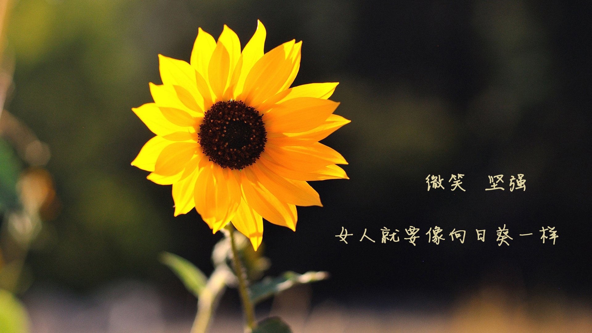 九游网页版入口-荷兰队在欧洲预赛中稳步前行，晋级希望巨大